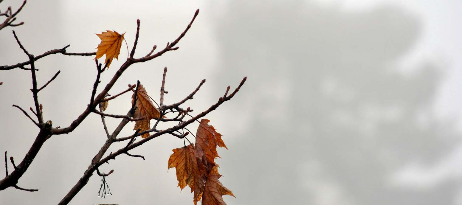 Understanding Last-Survivor Life Insurance