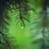 Evergreen pine. Article title: Understanding Universal Life Insurance